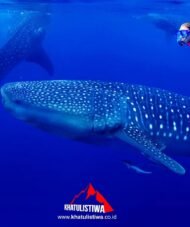 Seekor Whale Shark (Hiu Paus) raksasa muncul di permukaan air dekat bagan nelayan di perairan Talisayan, Berau, Kepulauan Derawan.