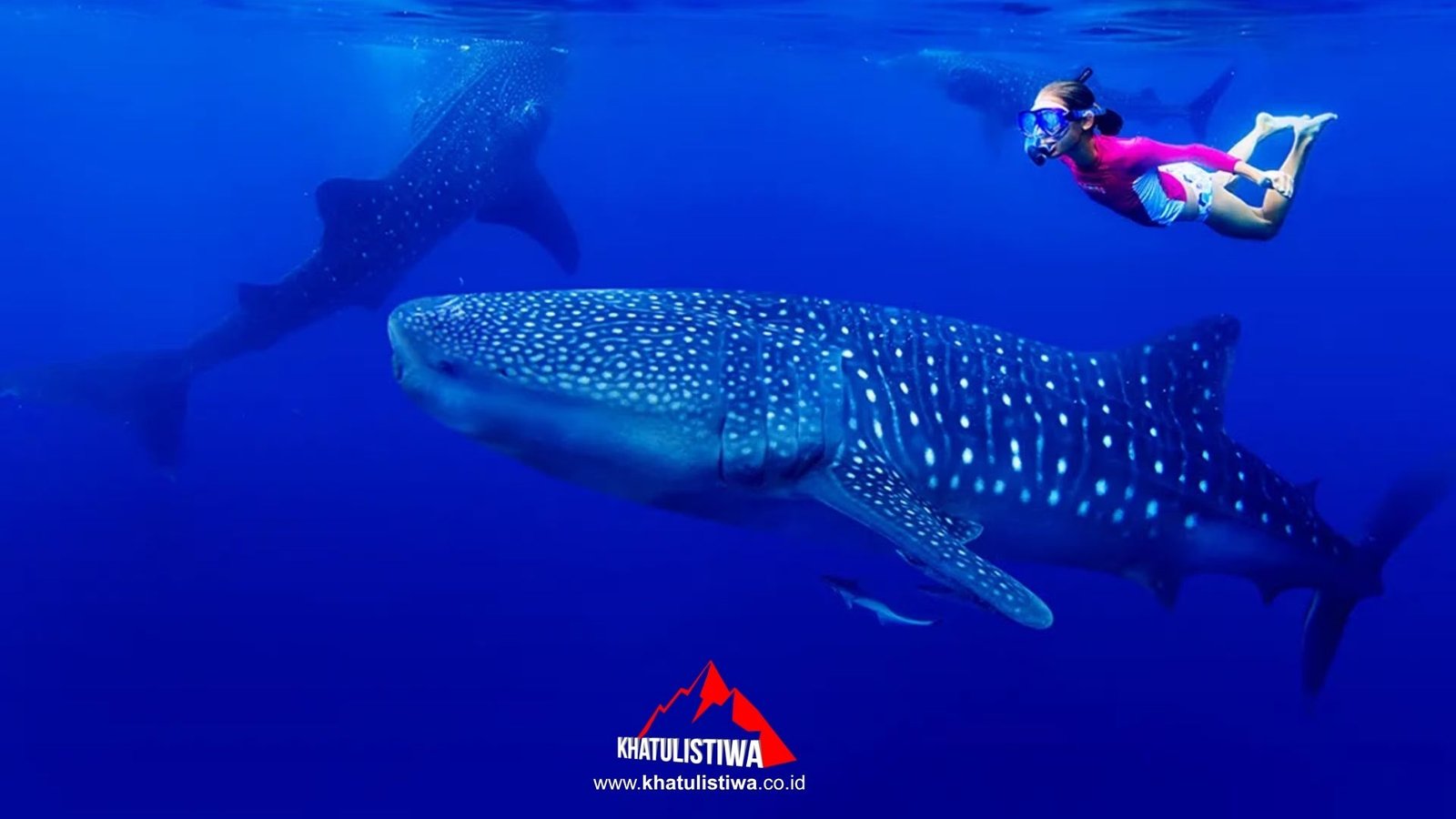 Seekor Whale Shark (Hiu Paus) raksasa muncul di permukaan air dekat bagan nelayan di perairan Talisayan, Berau, Kepulauan Derawan.