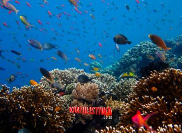 Pulau Menjangan Underwater di One Day Trip Pulau Tabuhan Menjangan